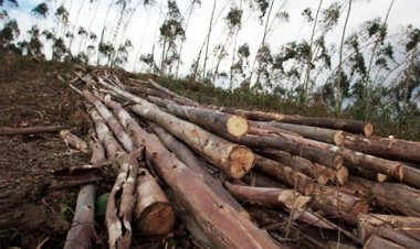 வனவாழ் மக்களின்  வாழ்வாதாரத்தை கேள்விக்குள்ளாக்கும் புதிய வனப்பாதுகாப்புச் சட்டம் - 2022