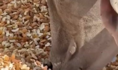 மாடுகளுக்கு பாதாமும் முந்திரியும்: காணொளியின் நோக்கம் என்ன?