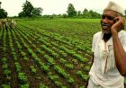 Where are the Indian agricultural capitalists?: Critical Comment on ‘Relation of Production and Modes of Surplus Extraction in India'