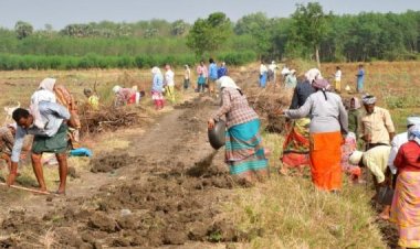 விவசாயம் வீழ்ச்சியடைய நூறு நாள் வேலை காரணமா?