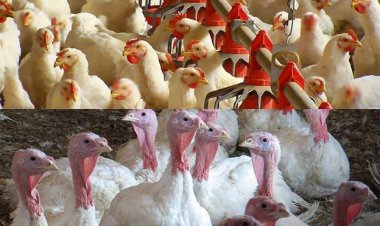 நமது  விவசாயம் மற்றும்  கோழி வளர்ப்பு தொழிலை அழிக்கும்  இந்திய - அமெரிக்க ஜி20 ஒப்பந்தம்