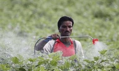 மராட்டிய விவசாயிகளின் உயிரையும் ஆரோக்கியத்தையும் பறிக்கும் பூச்சிக்கொல்லிகள்
