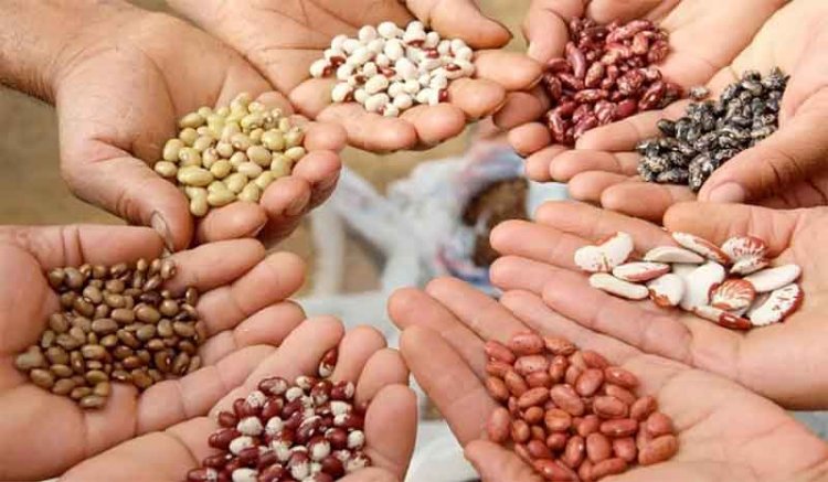 விதைகள் மீதான பெருநிறுவனங்களின் ஆதிக்கம்: சிறு விவசாயிகளையும் சுற்றுச்சூழலையும் பாதுகாப்பதில் ஒரு பெரும் தடைக்கல்