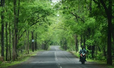 இந்தியாவின் காடுகள் பசுமையாக உள்ளன — ஆனால் குறைவான கார்பனைச் சேமிக்கின்றன