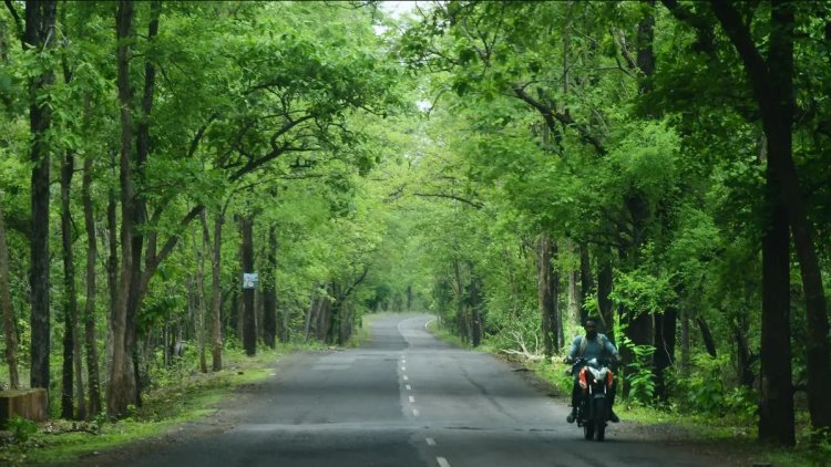 இந்தியாவின் காடுகள் பசுமையாக உள்ளன — ஆனால் குறைவான கார்பனைச் சேமிக்கின்றன